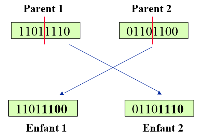 algorithmes génétiques